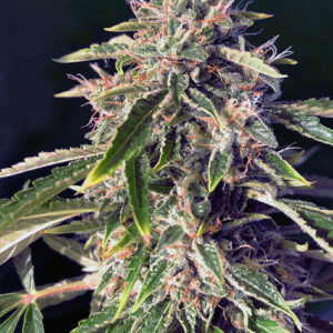 Alien Technology [Femz.]