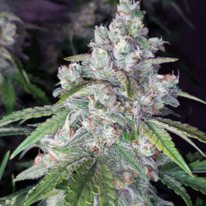 American Haze [Femz.]