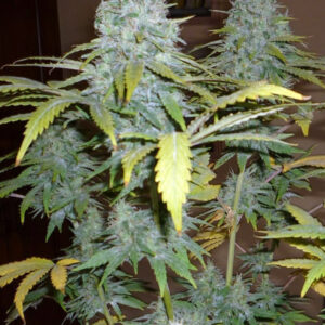 Apple Cobbler [Femz.]