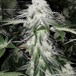 Wedding Cake [Femz.]