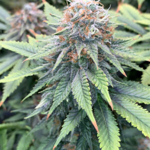 Zkittlez  Seeds [Femz.]