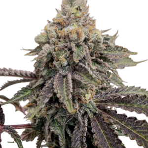 Skywalker OG [Femz.]