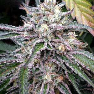 Alien Gorilla Glue [Femz.]