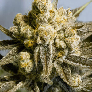 Gorilla Glue [Femz.]