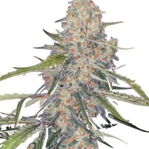 Nuclear Bomb [Femz.]