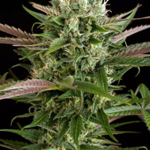 Blue Cheese  [Femz.]