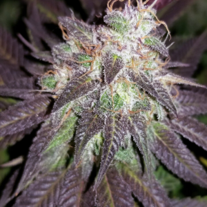 Grape Ape [Autoz.]