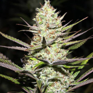 Super Lemon Haze  [Femz.]