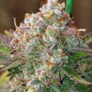 Great White Shark  [Femz.]