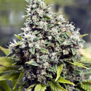 Fast Grapefruit [Femz.]