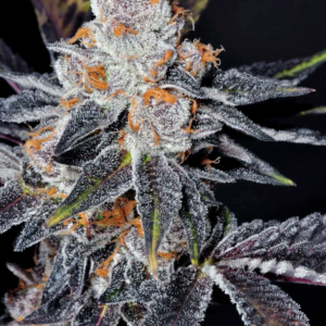 Girl Scout Cookies [Autoz.]