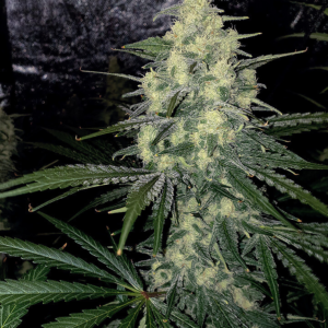Giant Bud [Autoz.]