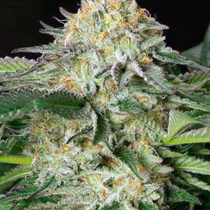 Sour Diesel  [Autoz.]