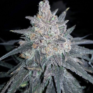 Critical Purple  [Autoz.]