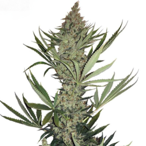 Tangerine Dream   [Autoz.]