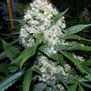 Super Skunk [Autoz.]