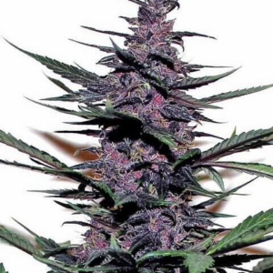 Purple Kush  [Autoz.]