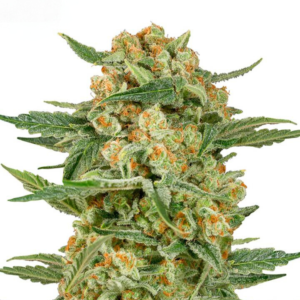 Critical Cheese XL [Autoz.]