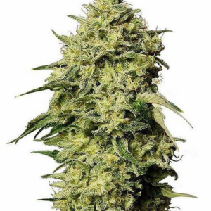 Amnesia Haze [Auto.]