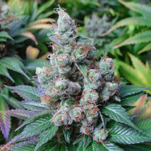 7 Week Wonder [Autoz.]