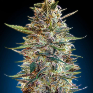 Blue Diesel  [Autoz.]