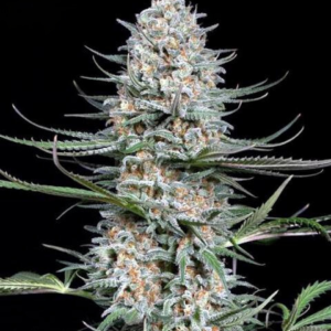 Critical Plus [Autoz.]