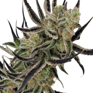 Afgoo Feminized [Femz.]