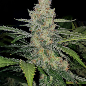 Amnesia Kush [Femz.]