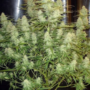 Cinderella 99 [Femz.]