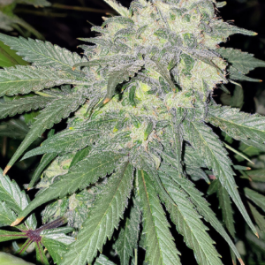 The White Russian[Femz.]