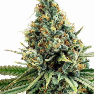 Ultra White Amnesia [Femz.]