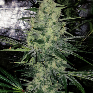 White Widow  [Femz.]