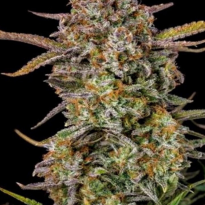 Auto Bruce Banner Seeds [Autoz.]
