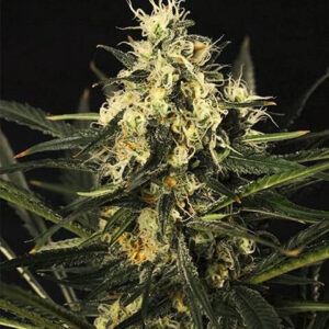 Black Domina  [Femz.]