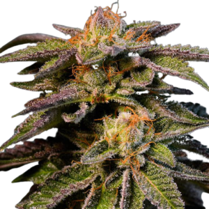 Pineapple Kush  [Femz.]